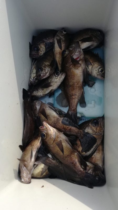 リトルワン 釣果