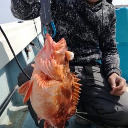 リトルワン 釣果