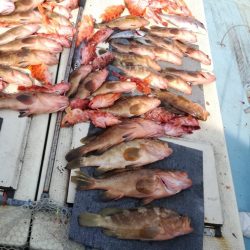 リトルワン 釣果