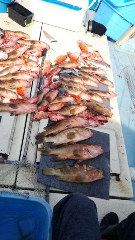 リトルワン 釣果