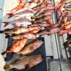 リトルワン 釣果