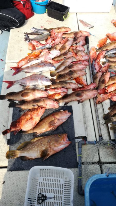 リトルワン 釣果