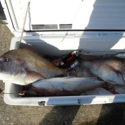 大進丸(新潟) 釣果