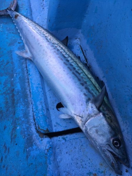 松鶴丸 釣果
