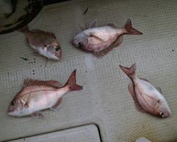 魚英 釣果