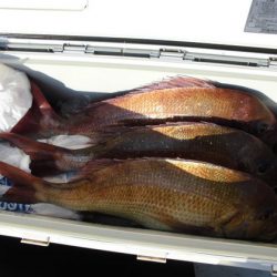 大進丸(新潟) 釣果