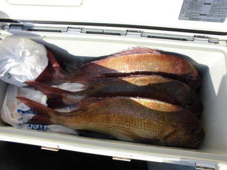 大進丸(新潟) 釣果