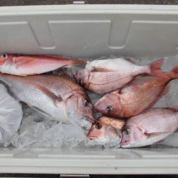 大進丸（新潟） 釣果