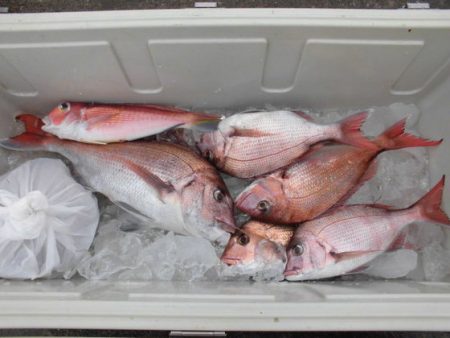 大進丸（新潟） 釣果