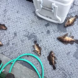 シーモンキー 釣果