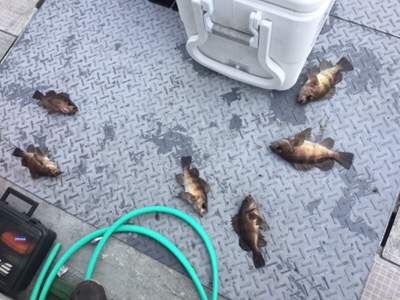 シーモンキー 釣果