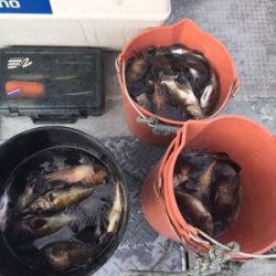 シーモンキー 釣果