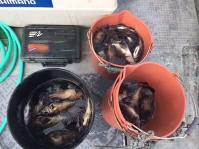 シーモンキー 釣果