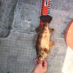 シーモンキー 釣果