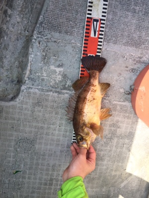 シーモンキー 釣果