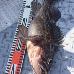 シーモンキー 釣果