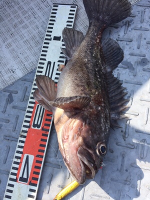 シーモンキー 釣果