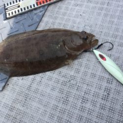 シーモンキー 釣果