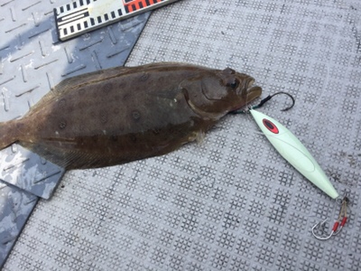 シーモンキー 釣果