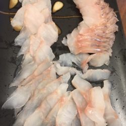 シーモンキー 釣果