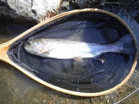 秩父フライフィールド 釣果