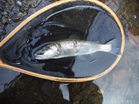 秩父フライフィールド 釣果