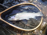 秩父フライフィールド 釣果