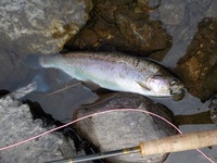 秩父フライフィールド 釣果