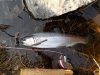 秩父フライフィールド 釣果