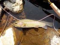 秩父フライフィールド 釣果