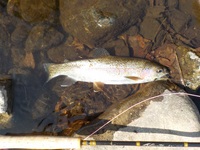 秩父フライフィールド 釣果