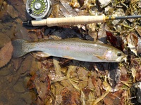 秩父フライフィールド 釣果