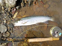 秩父フライフィールド 釣果