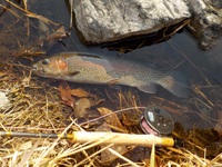 秩父フライフィールド 釣果