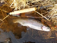 秩父フライフィールド 釣果