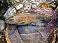 秩父フライフィールド 釣果