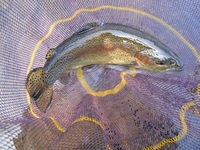 秩父フライフィールド 釣果