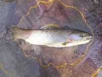 秩父フライフィールド 釣果