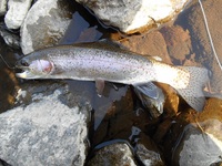 秩父フライフィールド 釣果