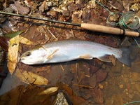 秩父フライフィールド 釣果