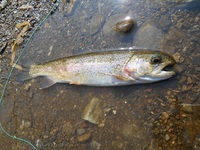 秩父フライフィールド 釣果