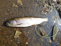 秩父フライフィールド 釣果