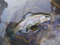 秩父フライフィールド 釣果