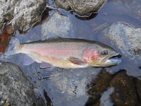 秩父フライフィールド 釣果
