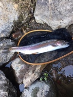 秩父フライフィールド 釣果