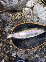 秩父フライフィールド 釣果