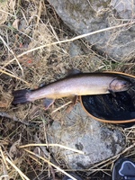 秩父フライフィールド 釣果