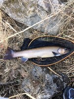 秩父フライフィールド 釣果