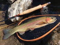 秩父フライフィールド 釣果