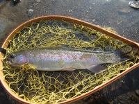 秩父フライフィールド 釣果